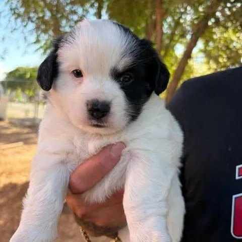 Tatum thumbnail 3