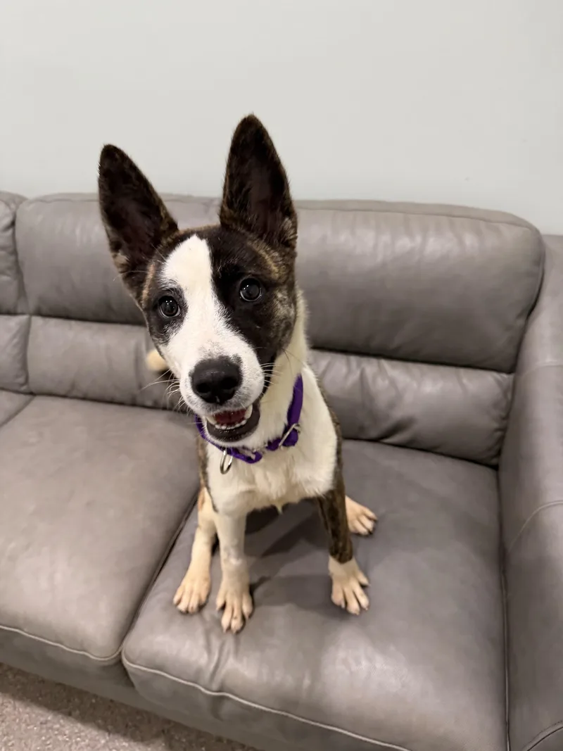 A young medium-sized female Mixed Breed dog named Venus Currently enrolled in for adoption in Sault Sainte Marie, MI
