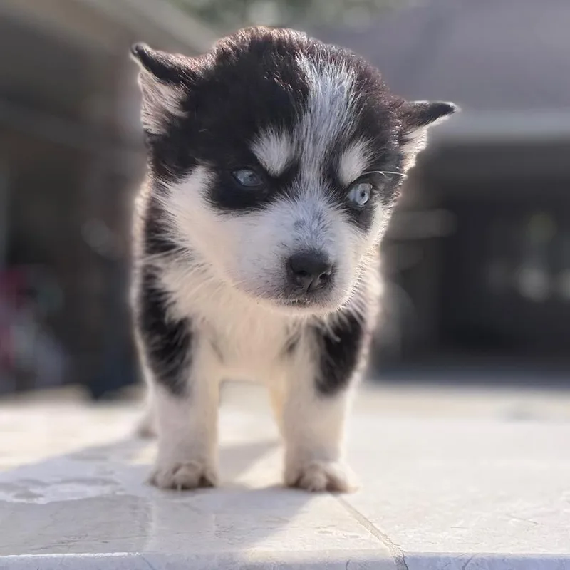 A baby small-sized female Black Siberian Husky dog named Baby Bailey for adoption in Baton Rouge, LA