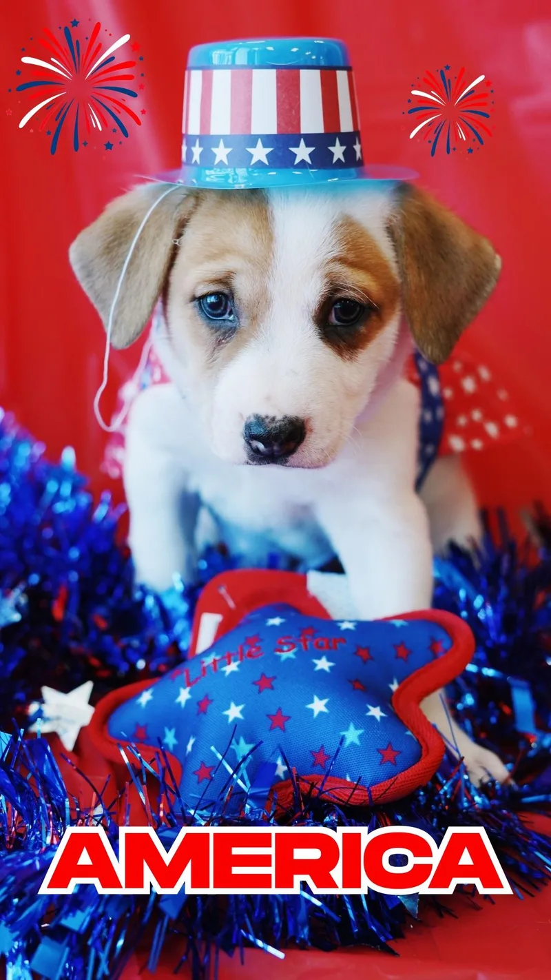 A baby medium-sized female Tricolor (Brown, Black, & White) Australian Cattle Dog / Blue Heeler dog named America for adoption in Bixby, OK