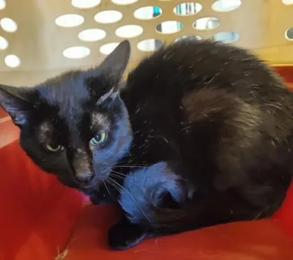 An adult medium-sized male Domestic Short Hair cat named Ollie for adoption in Lafayette, IN