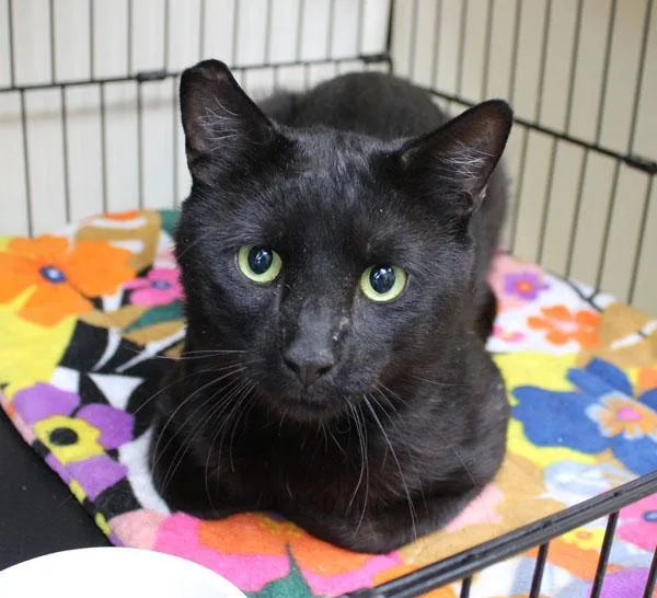 An adult large-sized male Black Domestic Short Hair cat named Hunter for adoption in Mansfield, MA