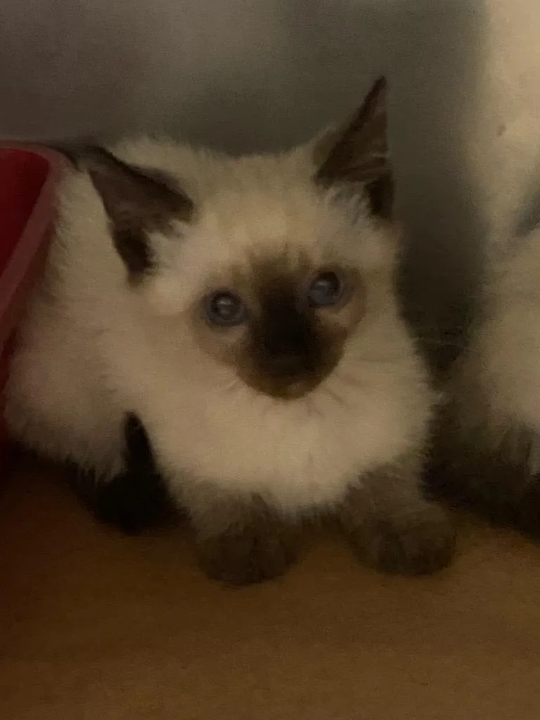 A baby large-sized female Domestic Short Hair cat named Mia for adoption in Cartersville , GA