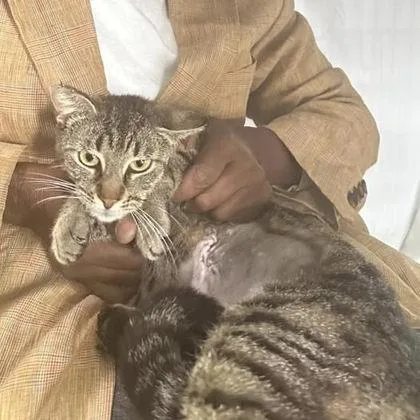A young medium-sized female Domestic Short Hair cat named Pebbles for adoption in River Ridge, LA