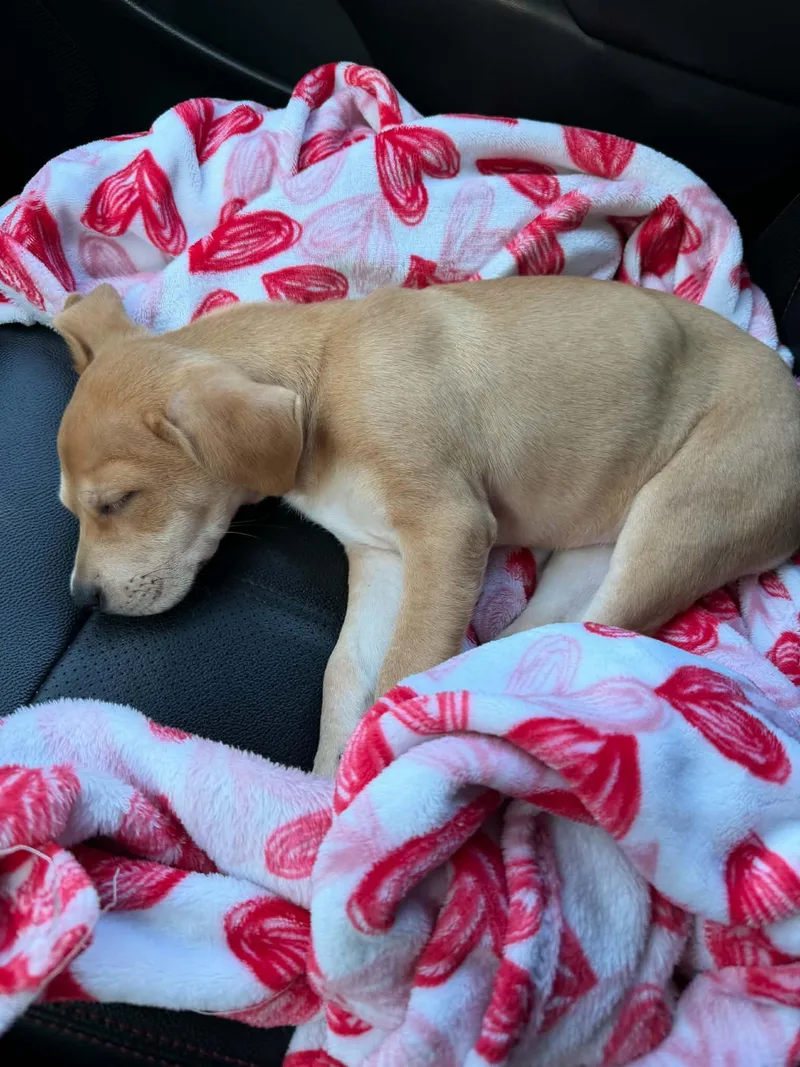 A baby medium-sized female Yellow / Tan / Blond / Fawn Mountain Cur dog named Maisie for adoption in South Elgin, IL