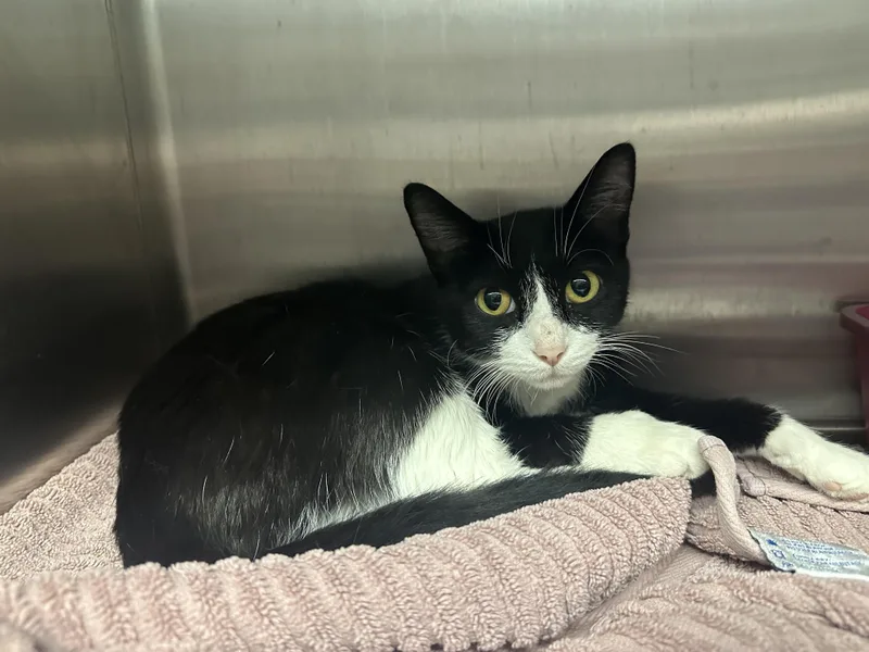 An adult medium-sized female Domestic Short Hair cat named Meatball for adoption in Grand Rapids, MI