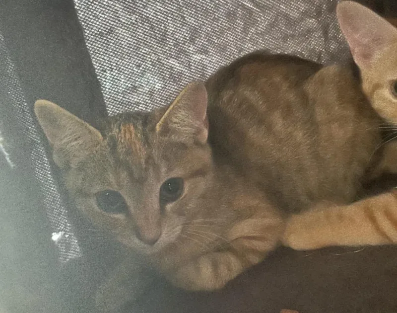 A baby medium-sized female Torbie cat named Suzy for adoption in Huntington Beach, CA