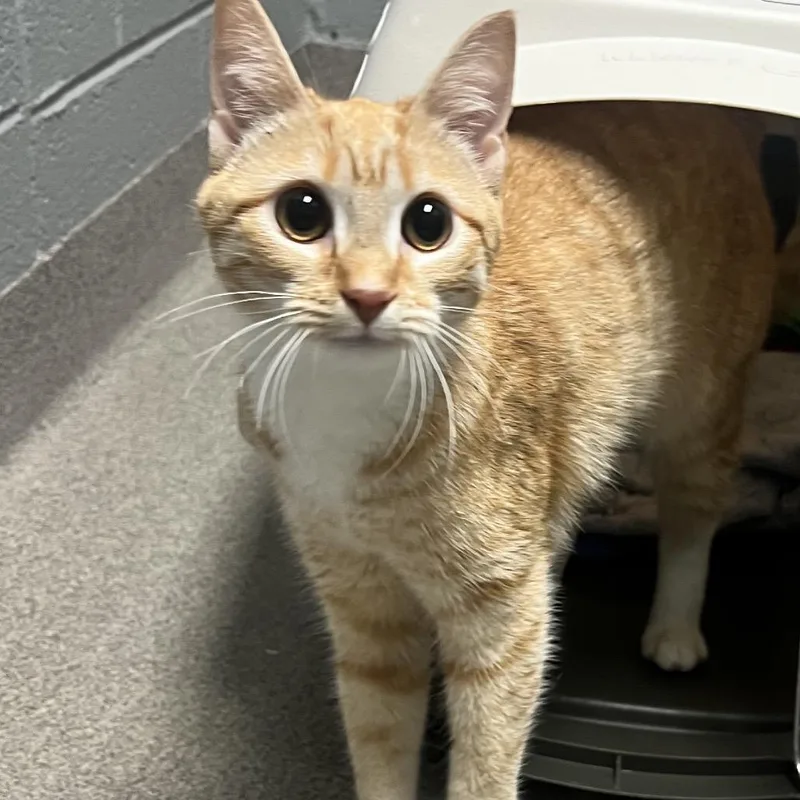 A young small-sized female Orange / Red Domestic Short Hair cat named Lvhstray for adoption in Allentown, PA