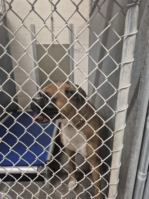 An adult large-sized male Boxer dog named Chocolate for adoption in Saint Cloud, FL