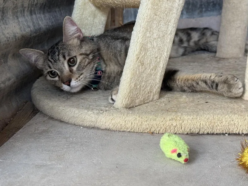 A young medium-sized female Domestic Short Hair cat named Sugar for adoption in Williamsburg, NM