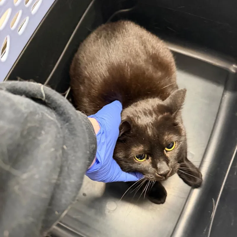 Caroline thumbnail 2