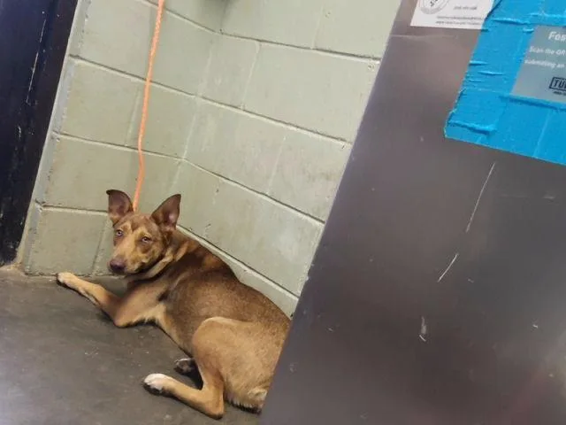 A young medium-sized female German Shepherd Dog dog named Melly for adoption in Tulsa, OK