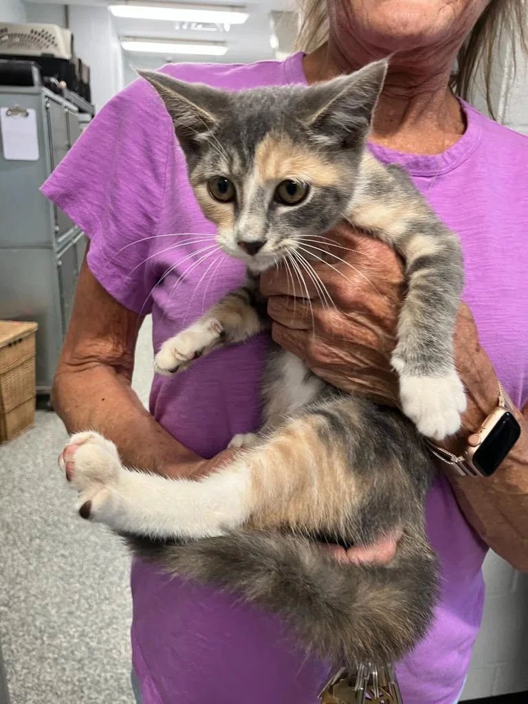 A baby medium-sized female Chartreux cat named Helen for adoption in Mustang, OK