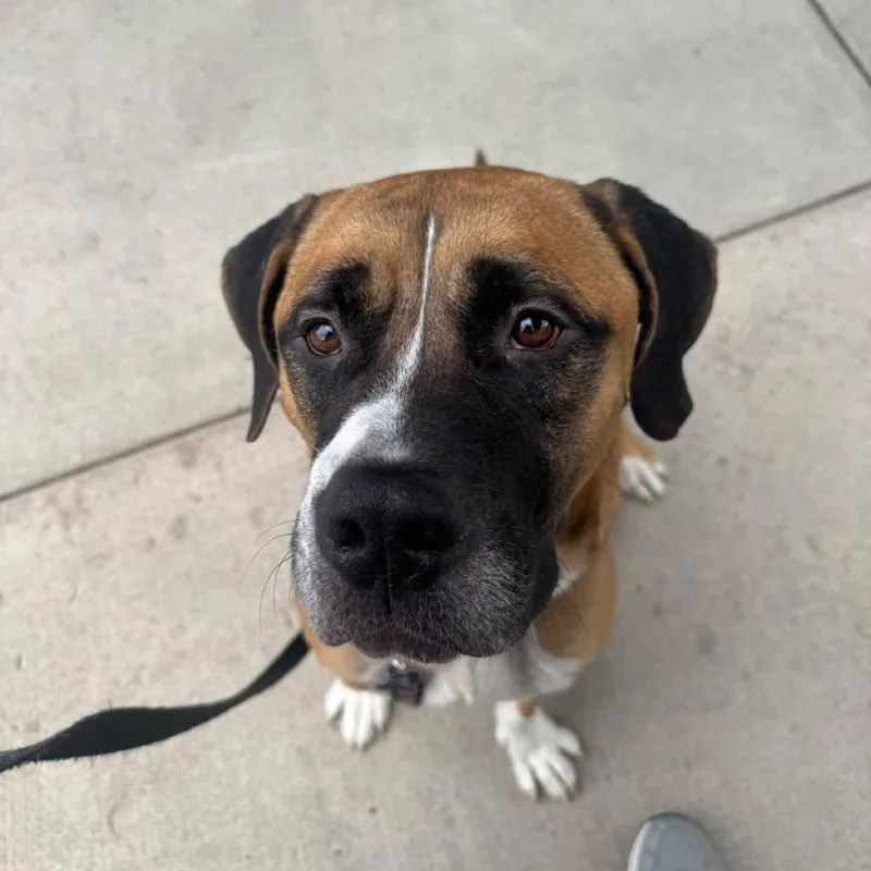 An adult large-sized male Brown / Chocolate Mixed Breed dog named Moose for adoption in Dearborn, MI