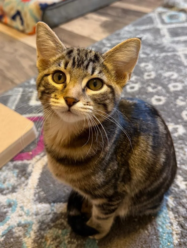 A baby medium-sized female Domestic Short Hair cat named Juju for adoption in Logan, UT