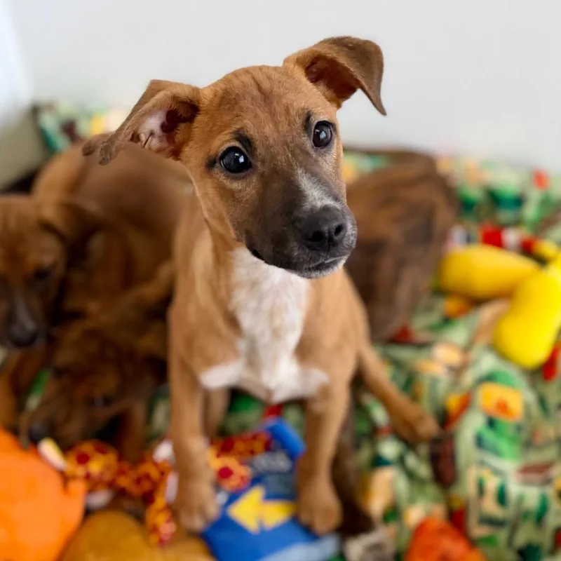 A baby medium-sized female Yellow / Tan / Blond / Fawn Shepherd dog named Celtic for adoption in Green Bay, WI