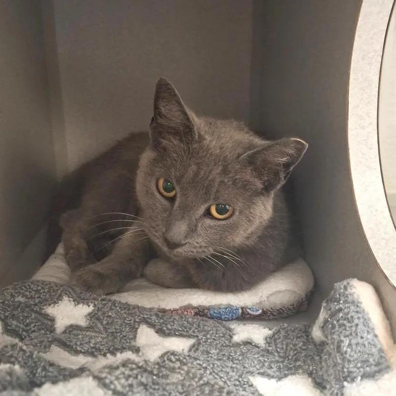 An adult medium-sized female Gray / Blue / Silver Domestic Short Hair cat named Carrie for adoption in Long Beach, CA
