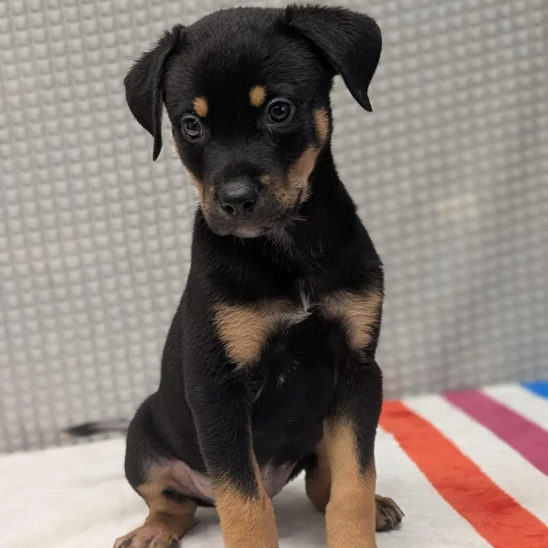 A baby small-sized male Black Mixed Breed dog named Rumbleberry for adoption in Bryan, TX