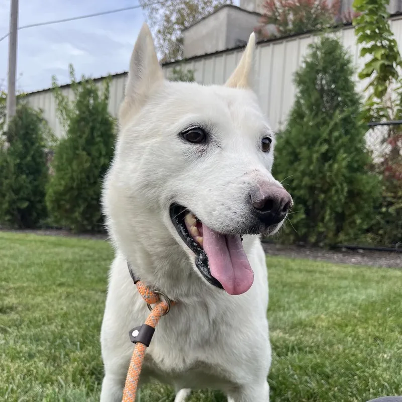 An adult medium-sized female White / Cream Husky dog named Lenore for adoption in Fort Wayne, IN