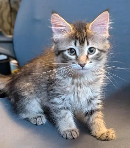A baby small-sized female Domestic Medium Hair cat named Tachi for adoption in Divide, CO