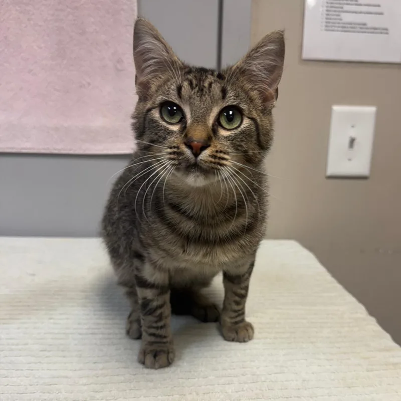 An adult small-sized male Buff / Tan / Fawn Domestic Short Hair cat named Allay for adoption in Blue Ridge, GA