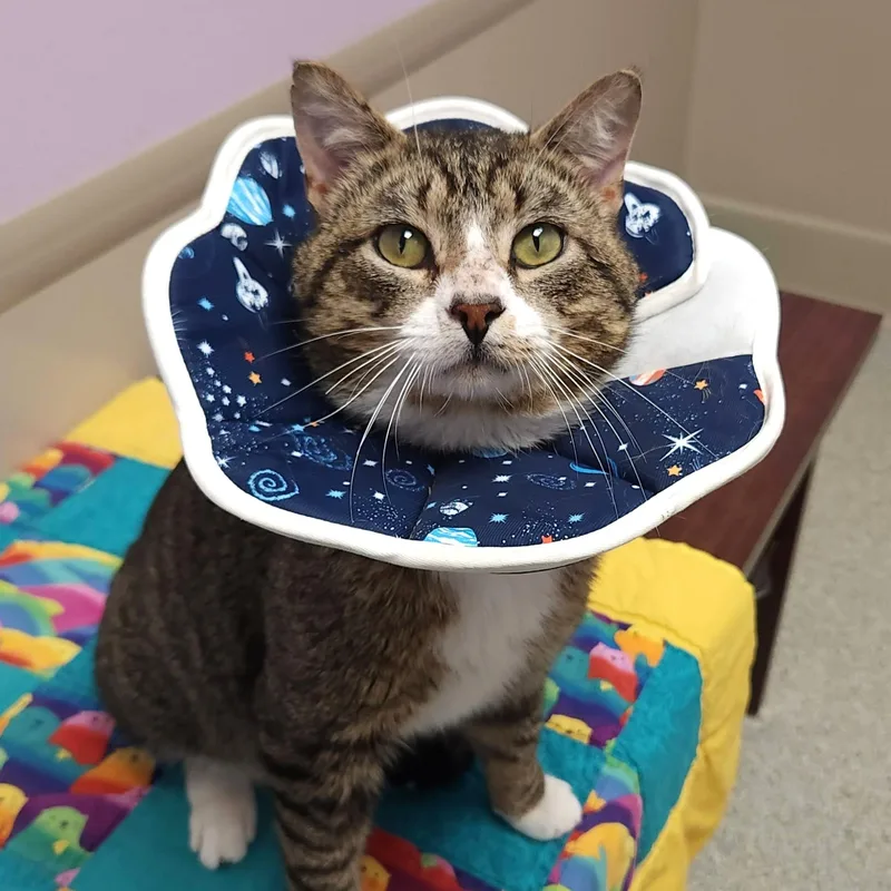 Steve Mcqueen thumbnail 2