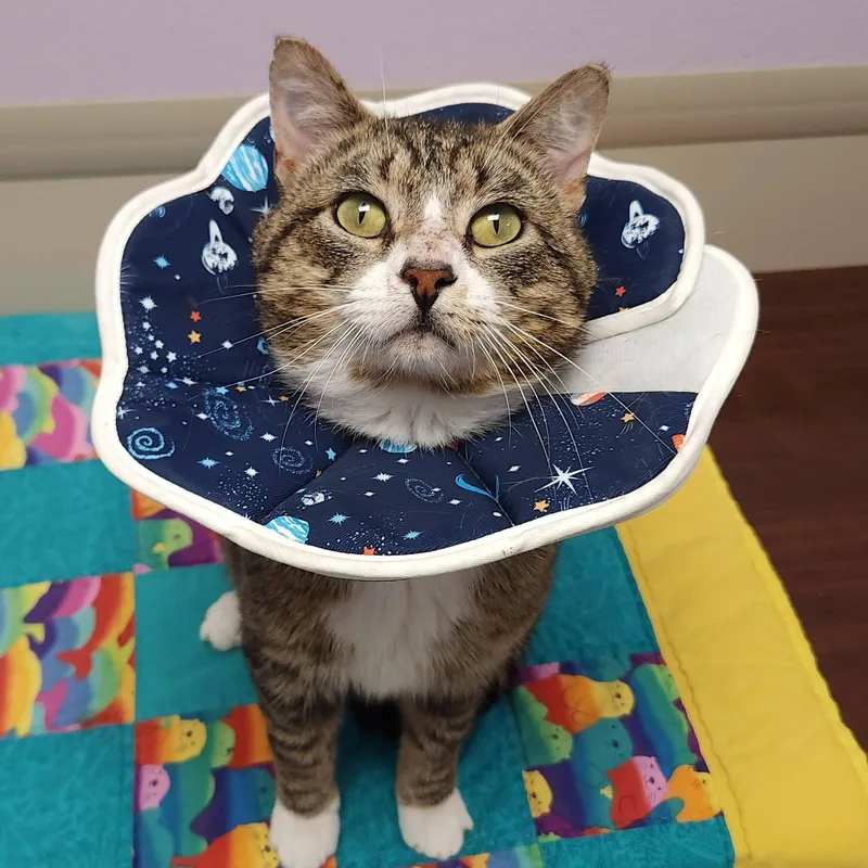 Steve Mcqueen thumbnail 4