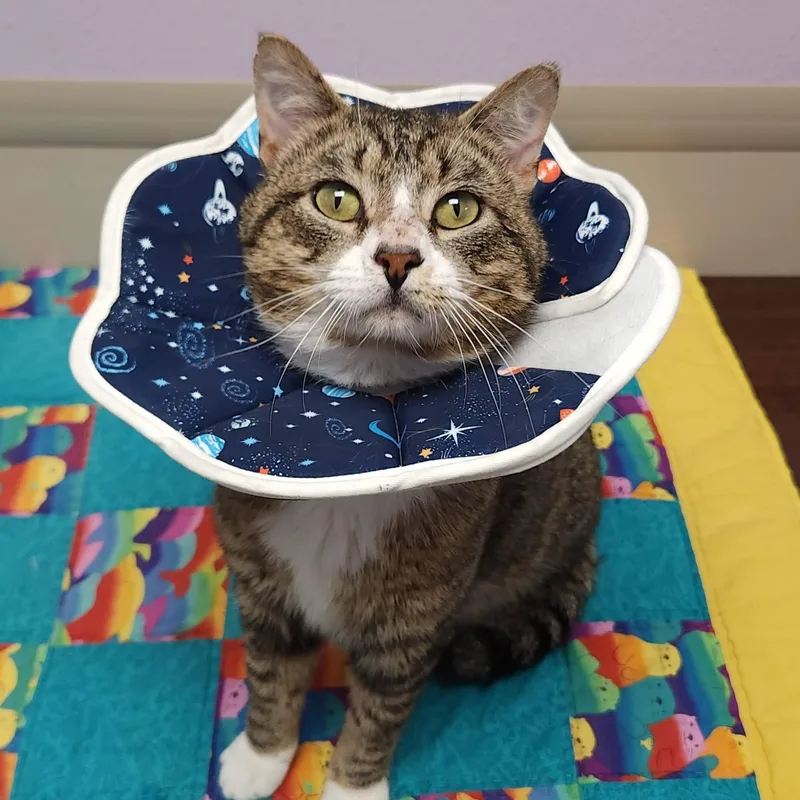 An adult medium-sized male Tabby (Buff / Tan / Fawn) Tabby cat named Steve Mcqueen for adoption in Marshfield, WI