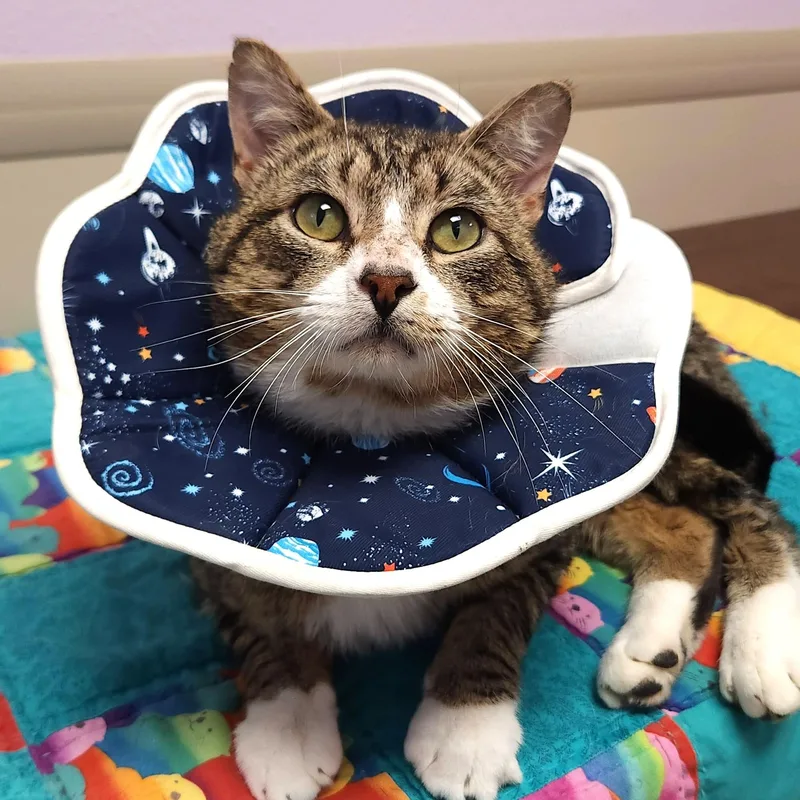 Steve Mcqueen thumbnail 5