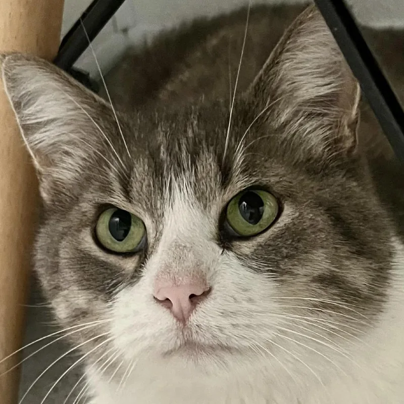 An adult large-sized male Brown / Chocolate Domestic Short Hair cat named Ozzy for adoption in Murray, UT