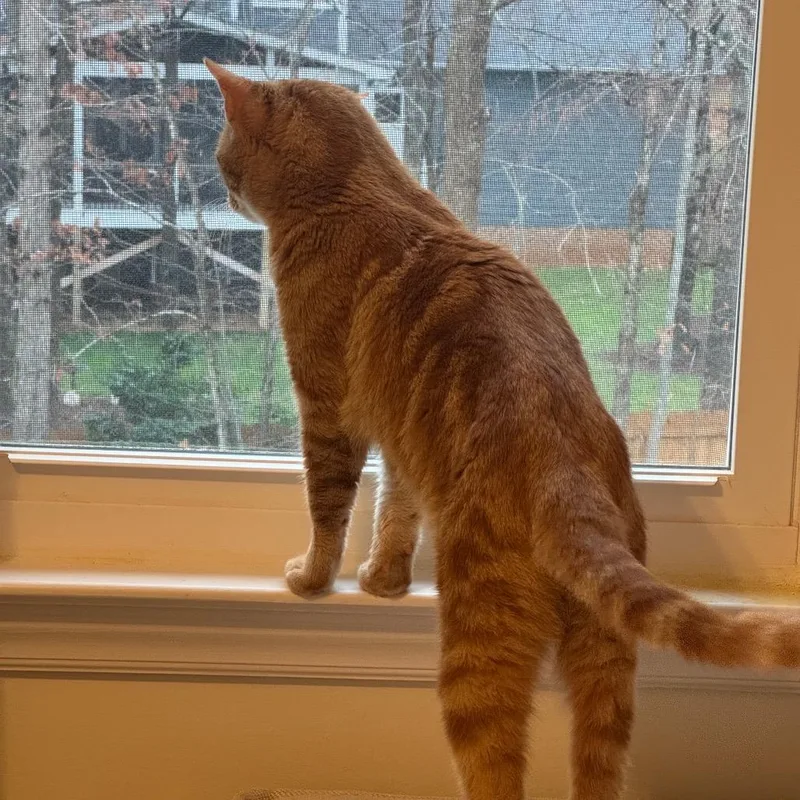 An adult medium-sized male Orange / Red Domestic Short Hair cat named Butterscotch for adoption in Durham, NC