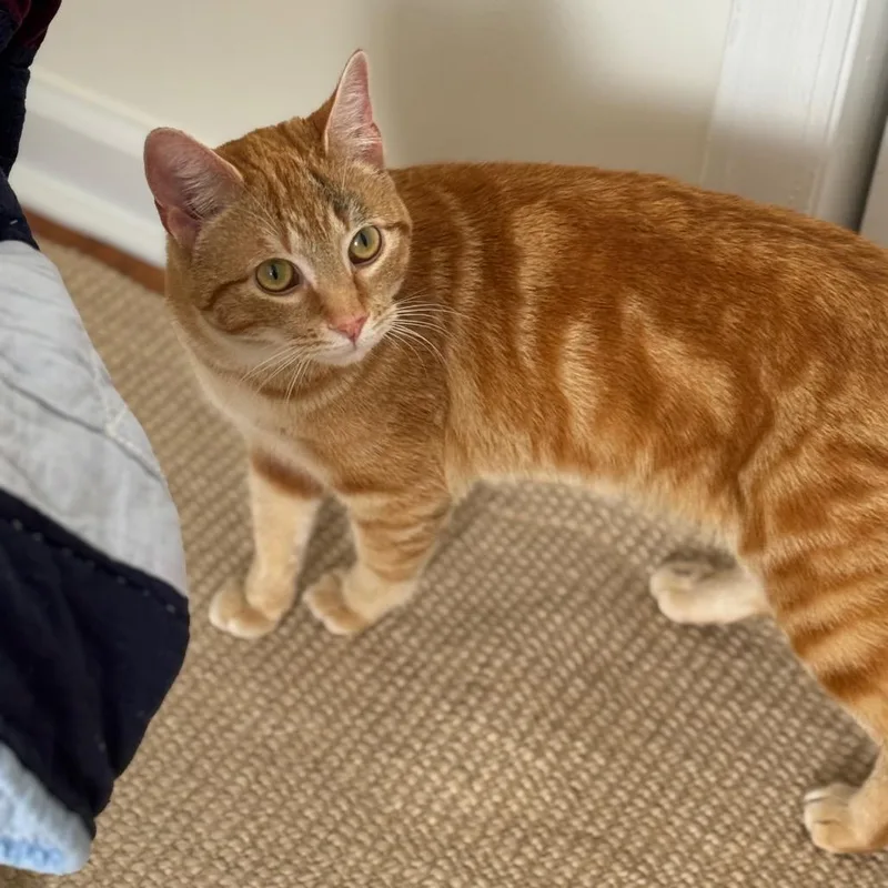 Butterscotch thumbnail 2