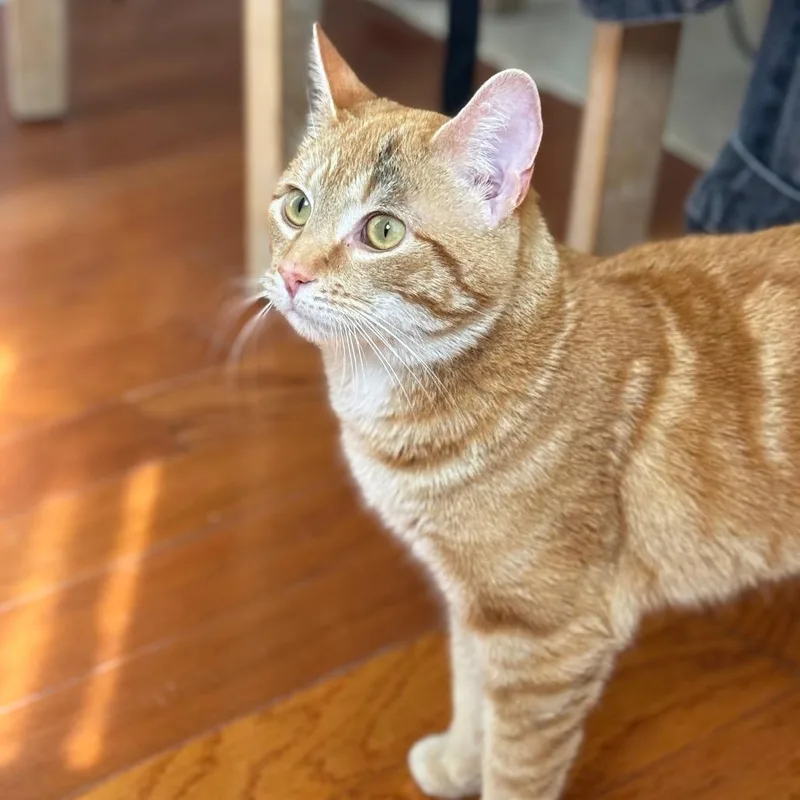 Butterscotch thumbnail 3