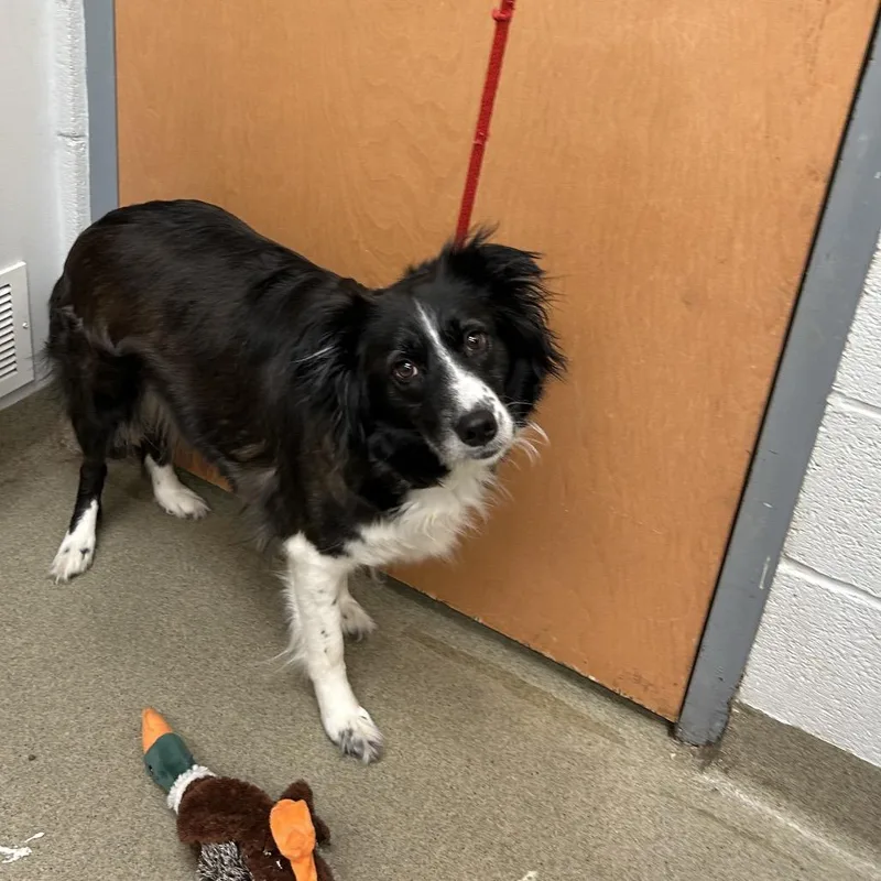 An adult medium-sized female Black Border Collie dog named Carla for adoption in Birdsboro, PA