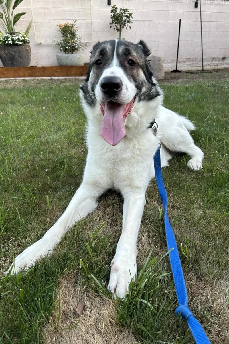 An adult extra large-sized male Shepherd dog named Ridge for adoption in Mesa, AZ
