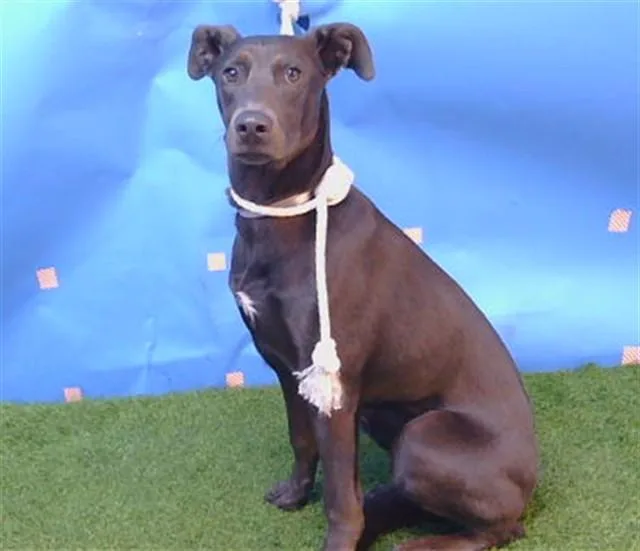 A young small-sized female Doberman Pinscher dog named Lady for adoption in Gardena, CA
