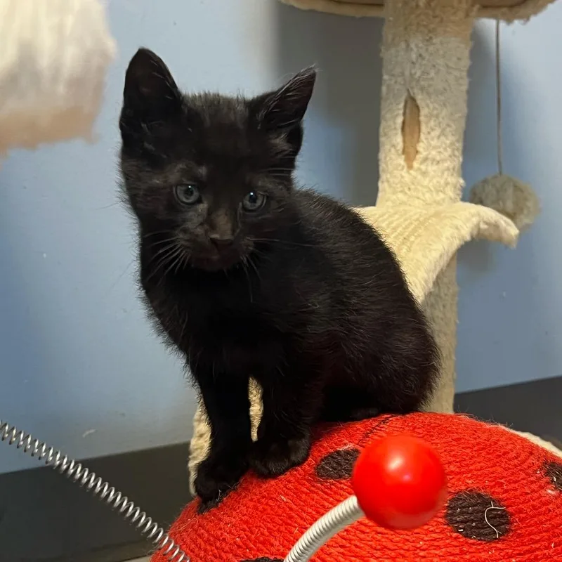 A baby small-sized male Black Domestic Medium Hair cat named Tom Collins for adoption in Granville, OH