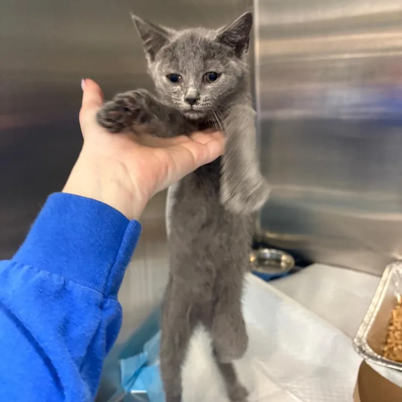 A baby small-sized female Gray / Blue / Silver Domestic Short Hair cat named Wilma for adoption in Greensboro, NC