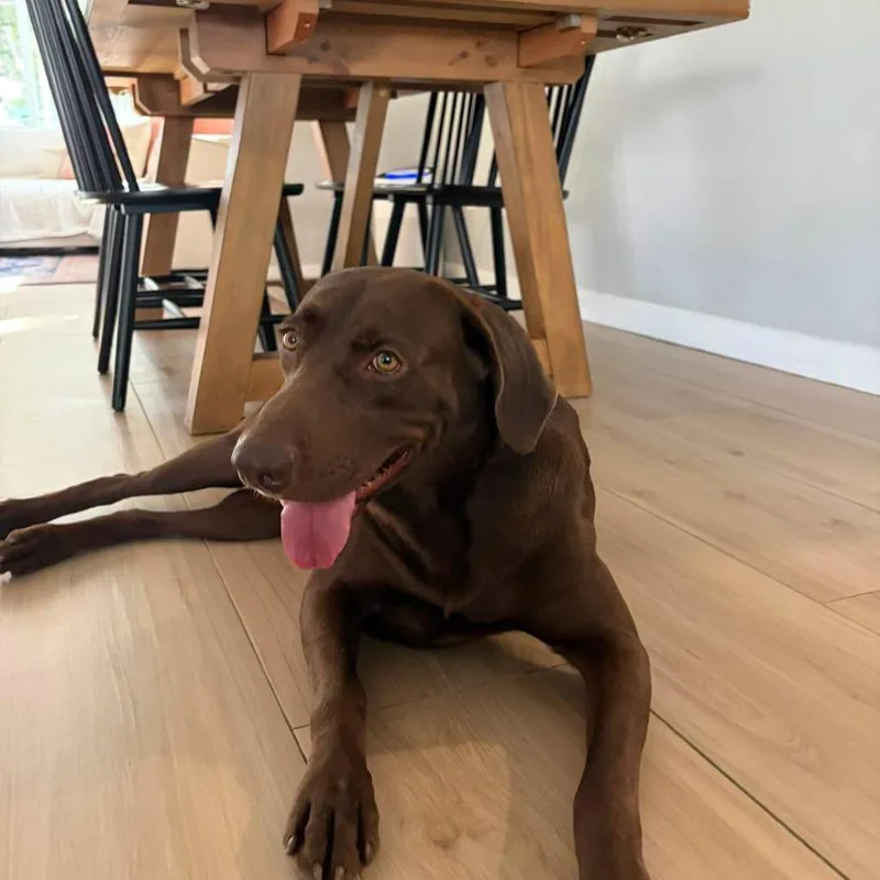 An adult large-sized male Brown / Chocolate Chocolate Labrador Retriever dog named Moose for adoption in Sarasota, FL