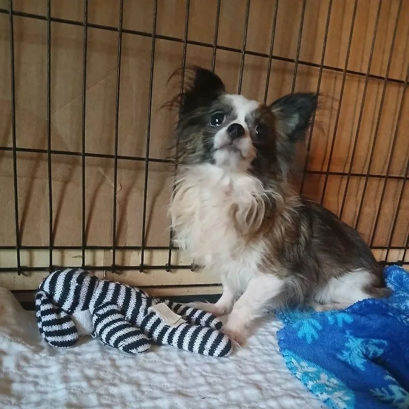 An adult small-sized female Tricolor (Brown, Black, & White) Chihuahua dog named Genus for adoption in Chicopee, MA
