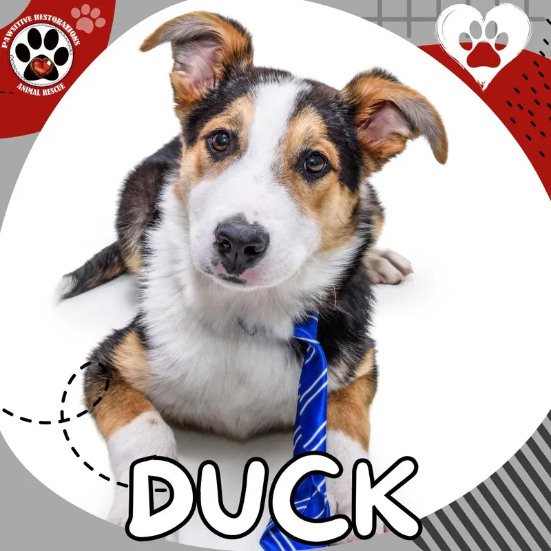 Duck