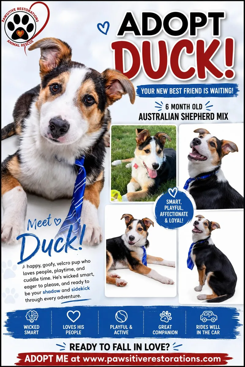 Duck thumbnail 2