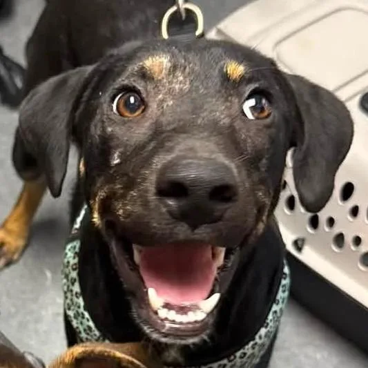 A young medium-sized male Terrier dog named Richard for adoption in Gainesville, GA