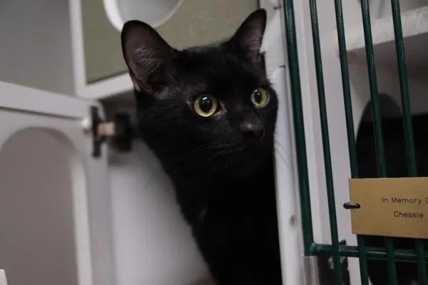 An adult medium-sized male Domestic Short Hair cat named Logan for adoption in Columbus, OH