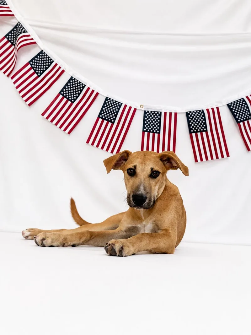 A young medium-sized female White / Cream Mixed Breed dog named Queso for adoption in Chickasha, OK