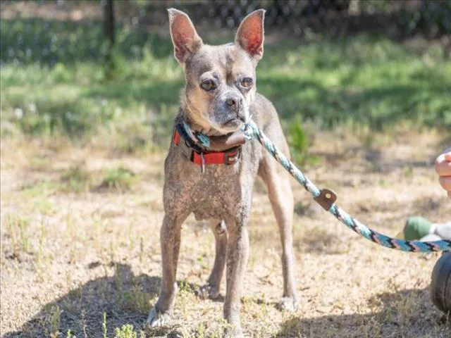 A senior small-sized male Chihuahua dog named Kujo for adoption in Chapel Hill, NC