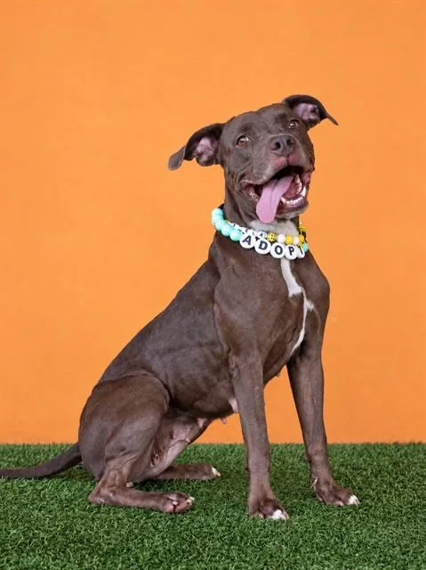 A young medium-sized female Terrier dog named Canela for adoption in Miami, FL