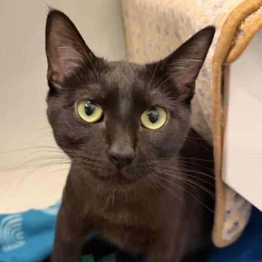 An adult large-sized female Domestic Short Hair cat named Cuboid for adoption in Los Angeles, CA