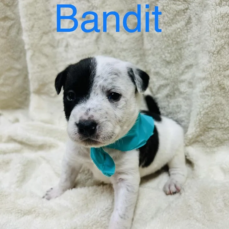 Bandit thumbnail 4