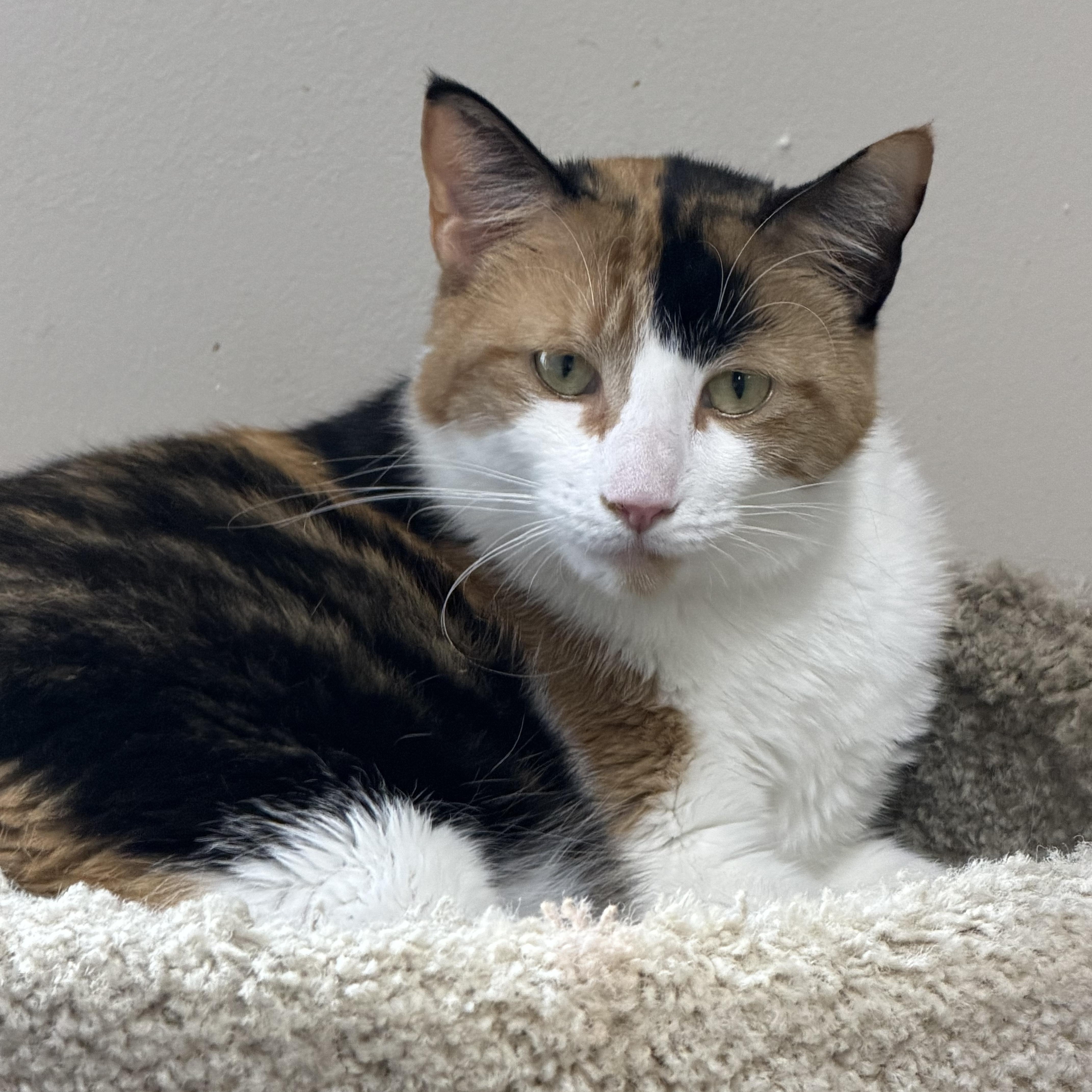A young large-sized female Calico Domestic Short Hair cat named Sweetie for adoption in Toledo, OH